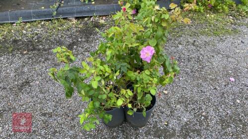 3 X ROSA LUCKY