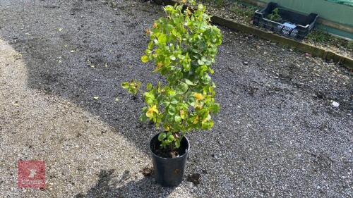 1 X ROSA GARDENERS GLORY