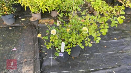2 X MIXED YELLOW ROSES