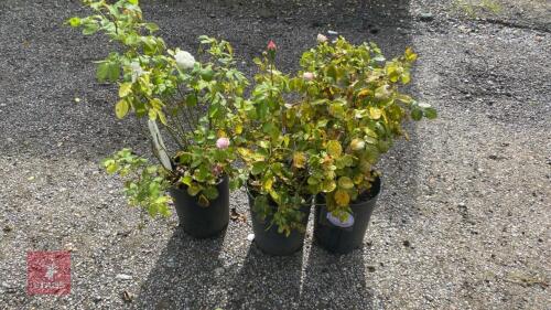 3 X MIXED PINK ROSES
