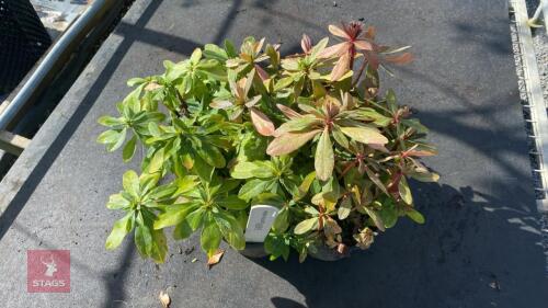4 X EUPHORBIA ROBBIAE