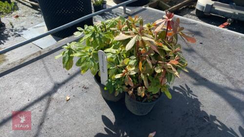 4 X EUPHORBIA ROBBIAE