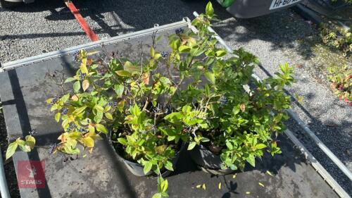 2 X VIBURNUM EVE PRICE