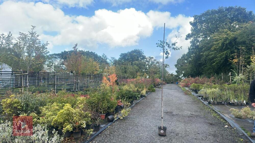 BETULA UTILIS JACQUEMONTII (HIMALAYAN BI