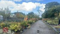 BETULA UTILIS JACQUEMONTII (HIMALAYAN BI