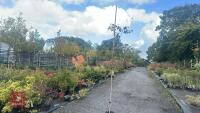 BETULA UTILIS JACQUEMONTII (HIMALAYAN BI - 2