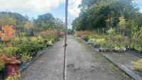 BETULA UTILIS JACQUEMONTII (HIMALAYAN BI - 4