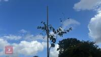 BETULA UTILIS JACQUEMONTII (HIMALAYAN BI - 5