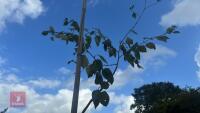 BETULA UTILIS JACQUEMONTII (HIMALAYAN BI - 6