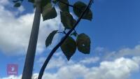BETULA UTILIS JACQUEMONTII (HIMALAYAN BI - 7