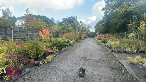 BETULA UTILIS JACQUEMONTII (HIMALAYAN BI