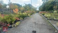BETULA UTILIS JACQUEMONTII (HIMALAYAN BI - 2