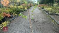 BETULA UTILIS JACQUEMONTII (HIMALAYAN BI - 4