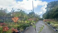 BETULA UTILIS JACQUEMONTII (HIMALAYAN BI - 5