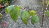BETULA UTILIS JACQUEMONTII (HIMALAYAN BI - 6
