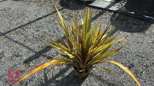 1 X PHORMIUM SUNDOWNER