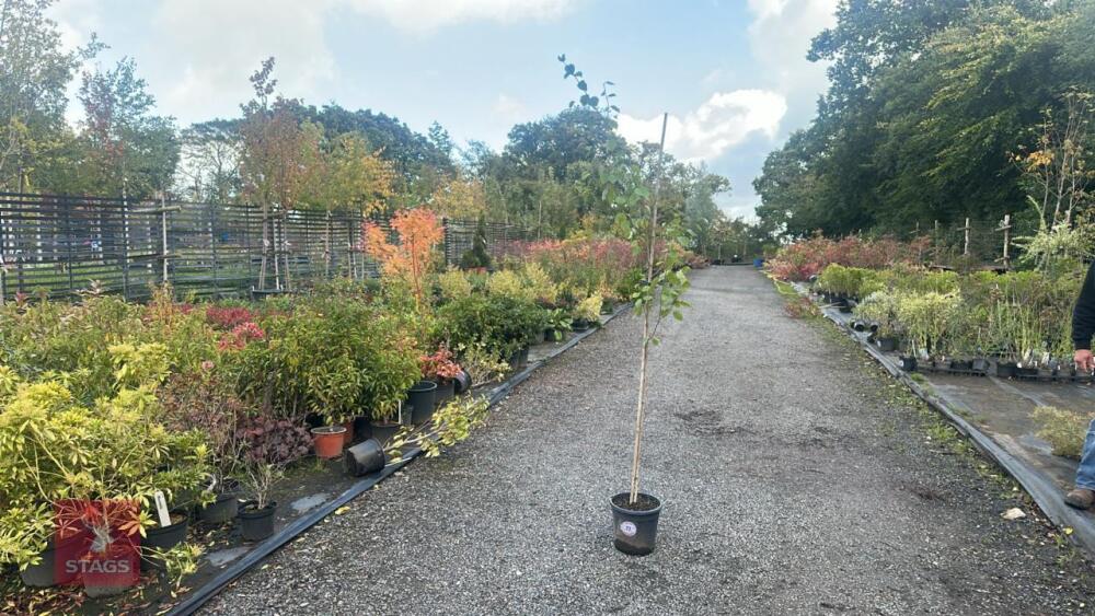 BETULA UTILIS JACQUEMONTII (HIMALAYAN BI