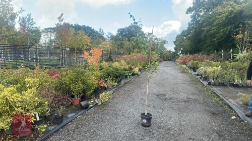 BETULA UTILIS JACQUEMONTII (HIMALAYAN BI