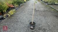 BETULA UTILIS JACQUEMONTII (HIMALAYAN BI - 2