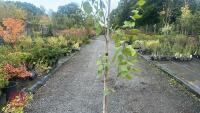 BETULA UTILIS JACQUEMONTII (HIMALAYAN BI - 3