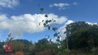 BETULA UTILIS JACQUEMONTII (HIMALAYAN BI - 4