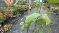 BETULA UTILIS JACQUEMONTII (HIMALAYAN BI - 5