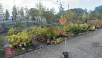 BETULA UTILIS JACQUEMONTII (HIMALAYAN BI - 7