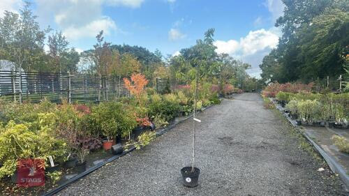 PRUNUS AVIUM (WILD CHERRY)