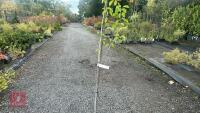 PRUNUS AVIUM (WILD CHERRY) - 4