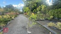 PRUNUS AVIUM (WILD CHERRY) - 5