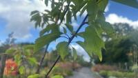PRUNUS AVIUM (WILD CHERRY) - 8