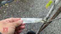 PRUNUS AVIUM (WILD CHERRY) - 9
