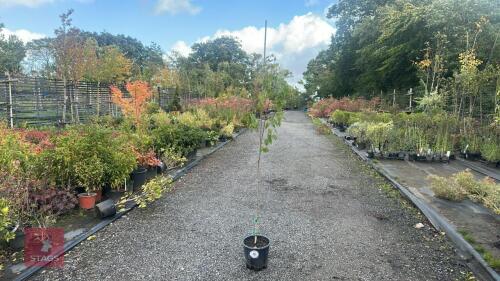 BETULA UTILIS JACQUEMONTII (HIMALAYAN BI