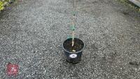 BETULA UTILIS JACQUEMONTII (HIMALAYAN BI - 2