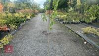 BETULA UTILIS JACQUEMONTII (HIMALAYAN BI - 3