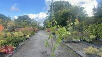 BETULA UTILIS JACQUEMONTII (HIMALAYAN BI - 4
