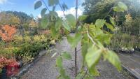 BETULA UTILIS JACQUEMONTII (HIMALAYAN BI - 5