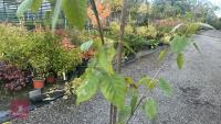BETULA UTILIS JACQUEMONTII (HIMALAYAN BI - 6