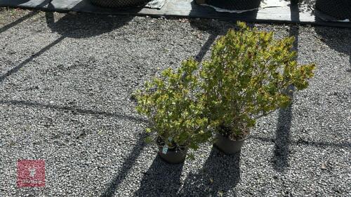 2 X HEBE LITTLE LEAVES