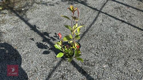 2 X PHOTINIA RED ROBIN