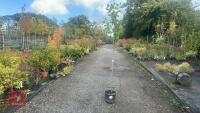 PRUNUS AVIUM (WILD CHERRY)