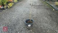 PRUNUS AVIUM (WILD CHERRY) - 3