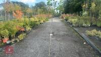 PRUNUS AVIUM (WILD CHERRY) - 4