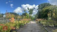 PRUNUS AVIUM (WILD CHERRY) - 5
