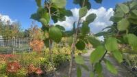 PRUNUS AVIUM (WILD CHERRY) - 6
