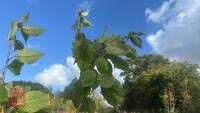 PRUNUS AVIUM (WILD CHERRY) - 7