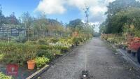 BETULA UTILIS JACQUEMONTII (HIMALAYAN BI