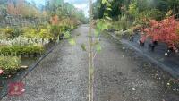 BETULA UTILIS JACQUEMONTII (HIMALAYAN BI - 4