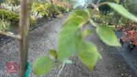 BETULA UTILIS JACQUEMONTII (HIMALAYAN BI - 7