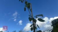 BETULA UTILIS JACQUEMONTII (HIMALAYAN BI - 8